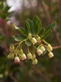 Enkianthus campanulatus-2 Enkiant dzwonkowaty